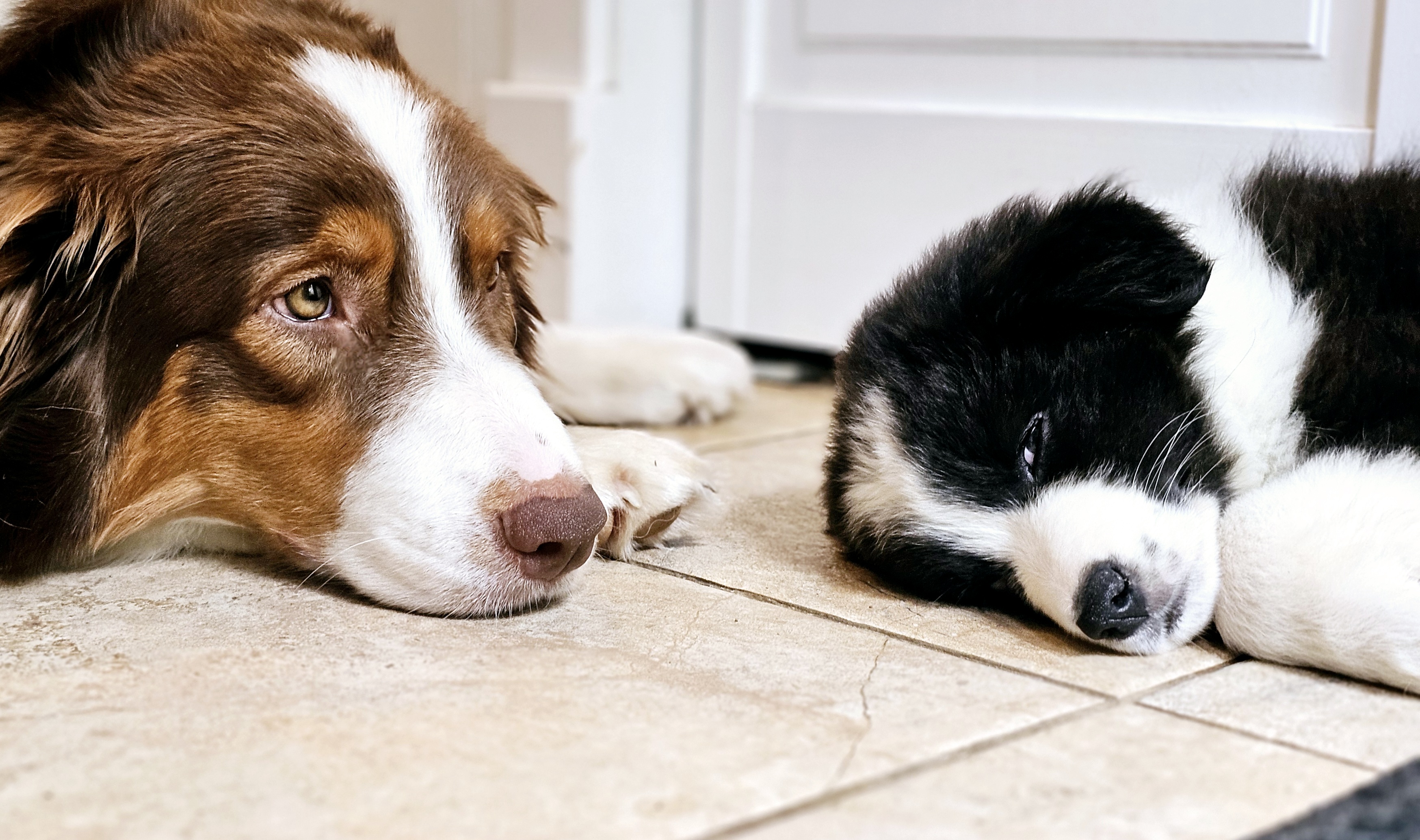 Lyncroft Border Collies